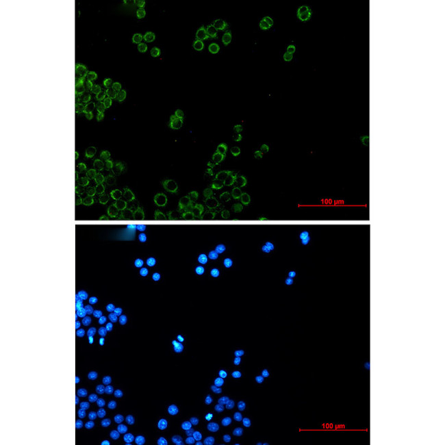 NDUFB4 Antibody in Immunocytochemistry (ICC/IF)