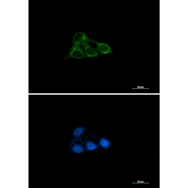 NDUFAF4 Antibody in Immunocytochemistry (ICC/IF)