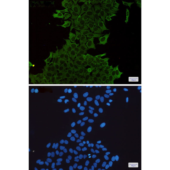 HSPA1A Antibody in Immunocytochemistry (ICC/IF)