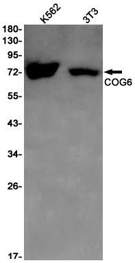 COG6 Antibody in Western Blot (WB)