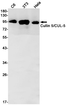 Cullin 5 Antibody in Western Blot (WB)