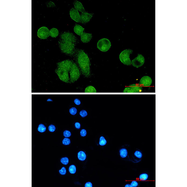 NBS1 Antibody in Immunocytochemistry (ICC/IF)