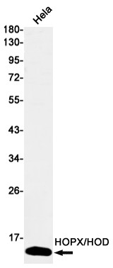 HOPX Antibody in Western Blot (WB)