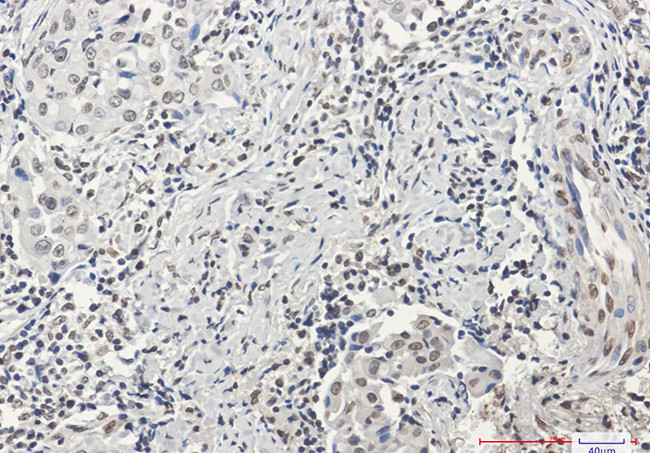 Histone H3 Antibody in Immunohistochemistry (Paraffin) (IHC (P))