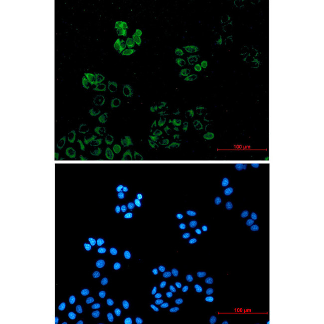 IRAK4 Antibody in Immunocytochemistry (ICC/IF)
