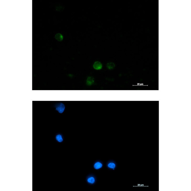 SSX2IP Antibody in Immunocytochemistry (ICC/IF)