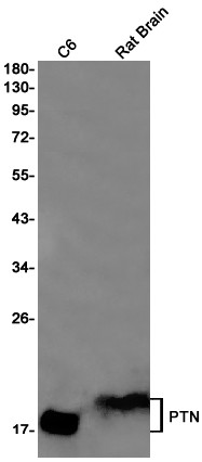 Pleiotrophin Antibody in Western Blot (WB)