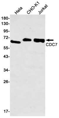 CDC7 Antibody in Western Blot (WB)