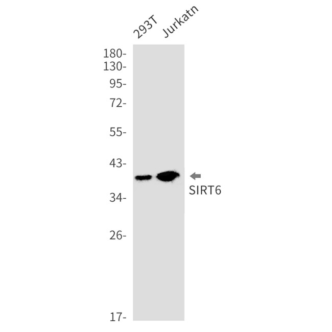 SIRT6 Antibody in Western Blot (WB)