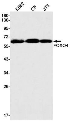 FOXO4 Antibody in Western Blot (WB)