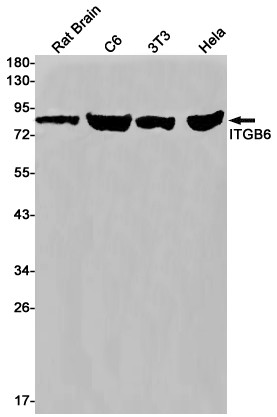 ITGB6 Antibody in Western Blot (WB)