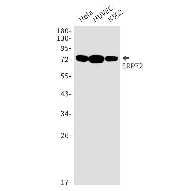 SRP72 Antibody in Western Blot (WB)