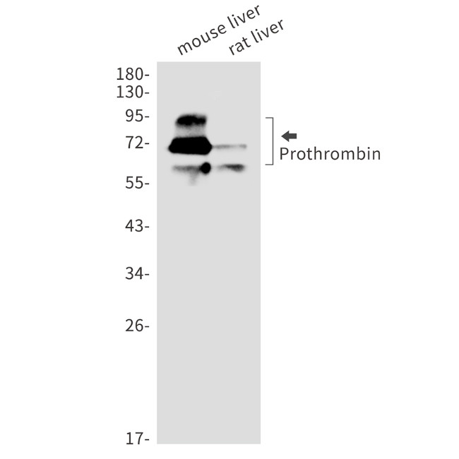Prothrombin Antibody in Western Blot (WB)