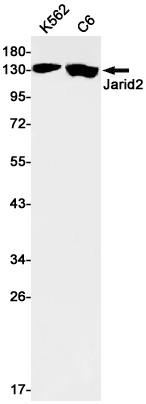JARID2 Antibody in Western Blot (WB)