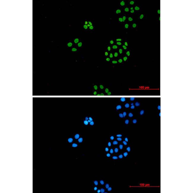 ILF3 Antibody in Immunocytochemistry (ICC/IF)