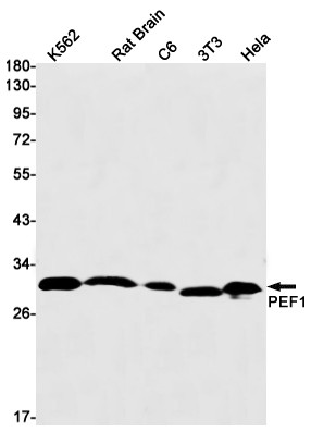 PEF1 Antibody in Western Blot (WB)