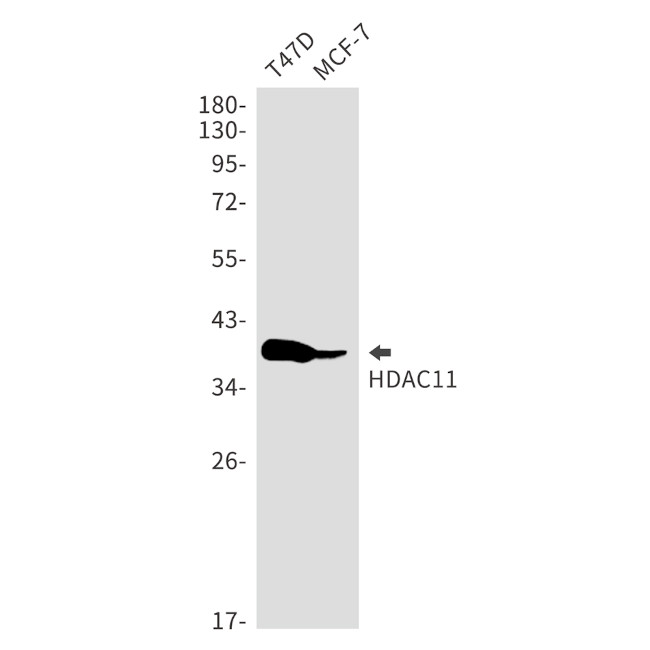 HDAC11 Antibody in Western Blot (WB)