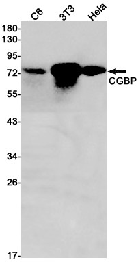 Chk1 Antibody in Western Blot (WB)