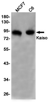 Kaiso Antibody in Western Blot (WB)