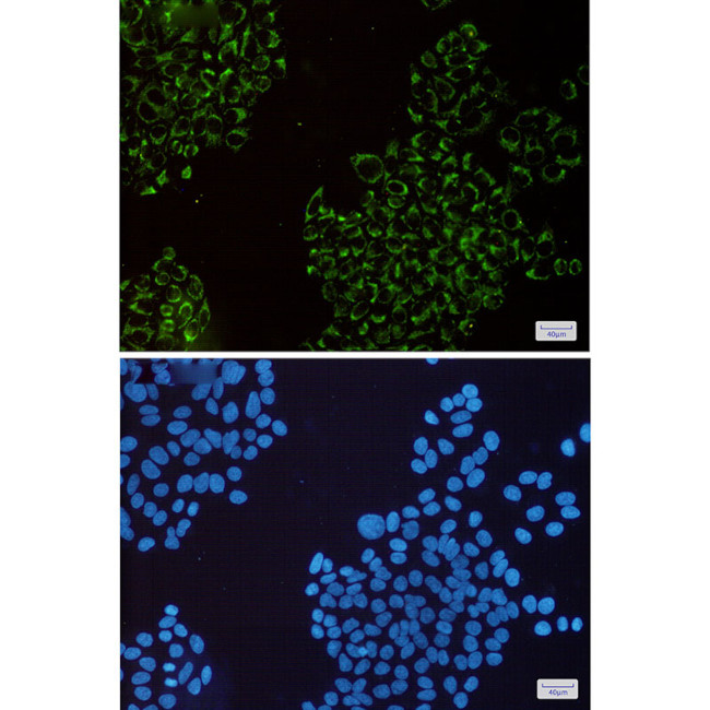 MRPS26 Antibody in Immunocytochemistry (ICC/IF)