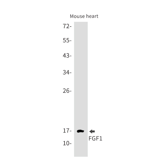 FGF1 Antibody in Western Blot (WB)