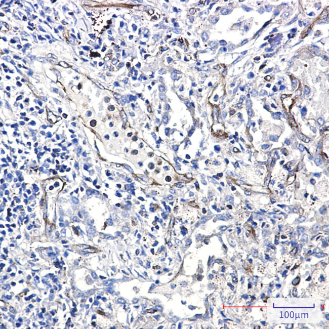 Moesin Antibody in Immunohistochemistry (Paraffin) (IHC (P))