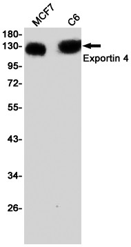 XPO4 Antibody in Western Blot (WB)