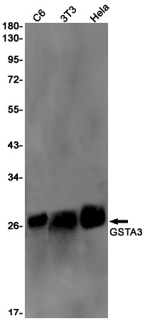 GSTA3 Antibody in Western Blot (WB)