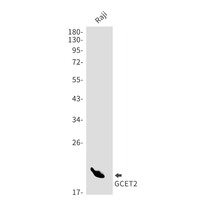 GCSAM Antibody in Western Blot (WB)