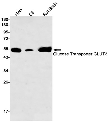 GLUT3 Antibody in Western Blot (WB)