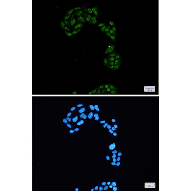 Phospho-p130 (Ser952) Antibody in Immunocytochemistry (ICC/IF)