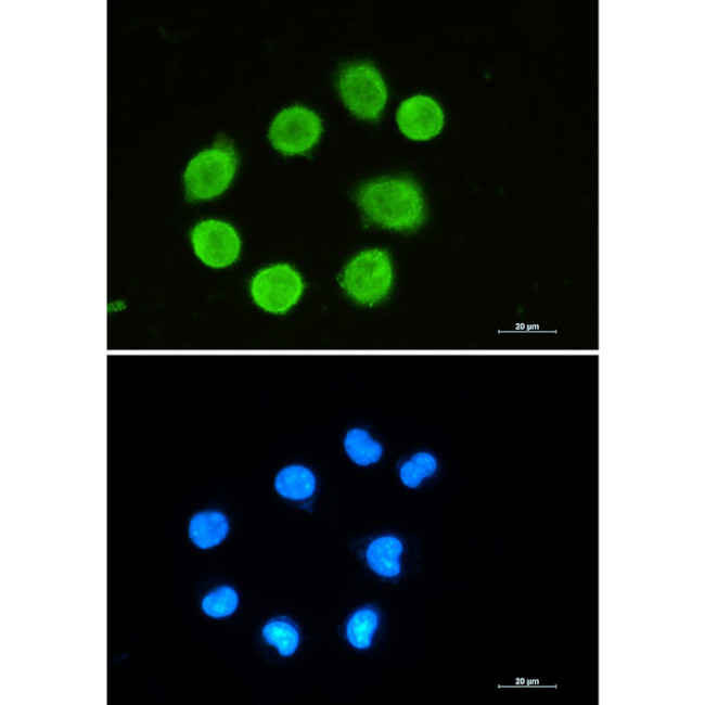 GAP43 Antibody in Immunocytochemistry (ICC/IF)