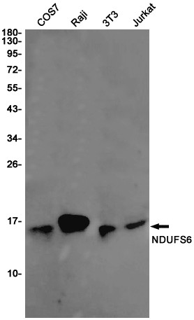 NDUFS6 Antibody in Western Blot (WB)
