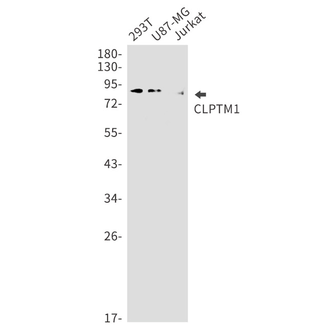 CLPTM1 Antibody in Western Blot (WB)