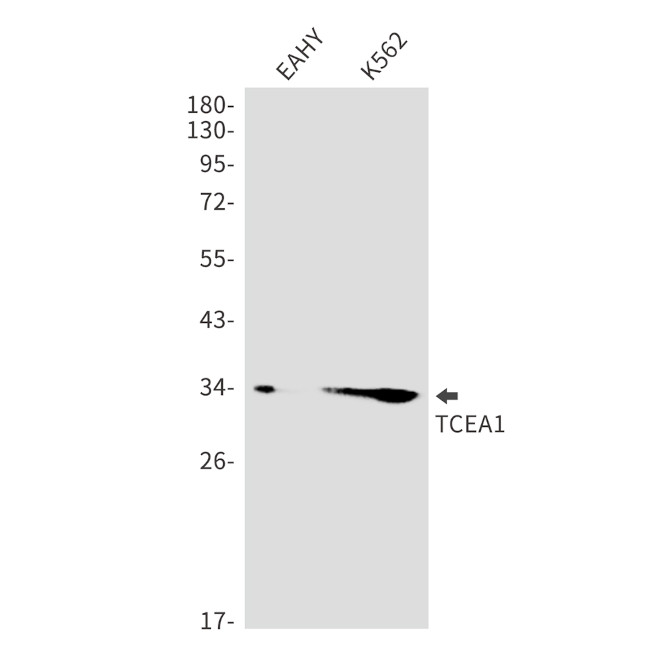 TCEA1 Antibody in Western Blot (WB)