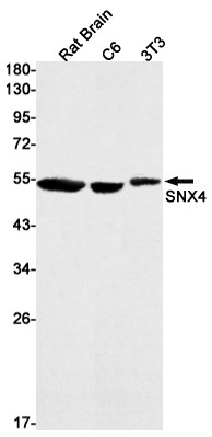 SNX4 Antibody in Western Blot (WB)