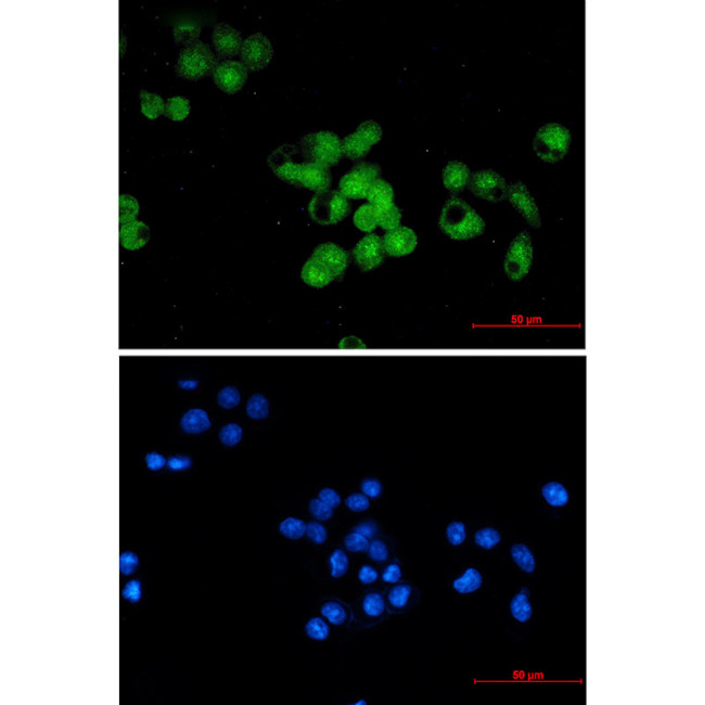 SKP1 Antibody in Immunocytochemistry (ICC/IF)