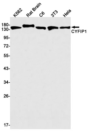 CYFIP1 Antibody in Western Blot (WB)