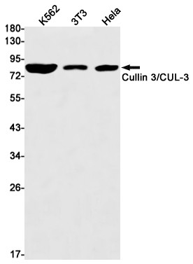 Cullin 3 Antibody in Western Blot (WB)