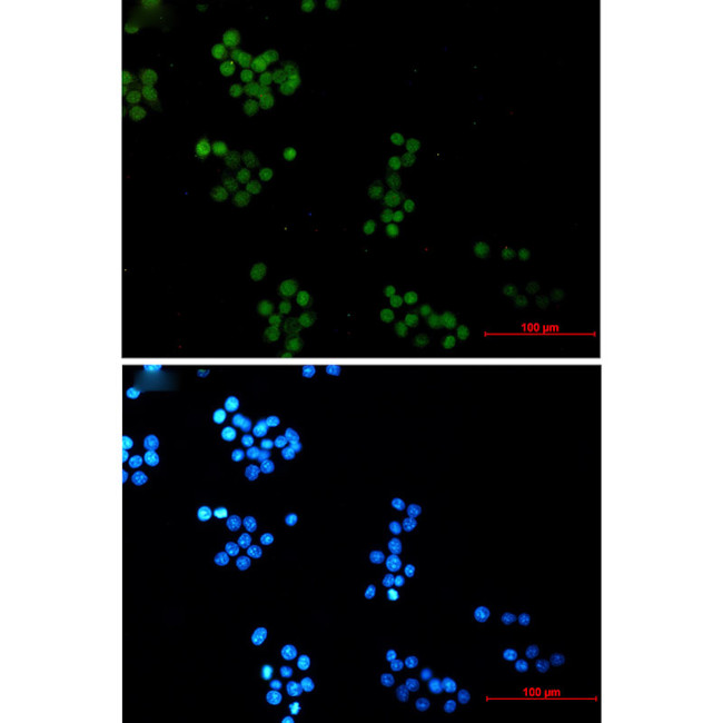 NTHL1 Antibody in Immunocytochemistry (ICC/IF)