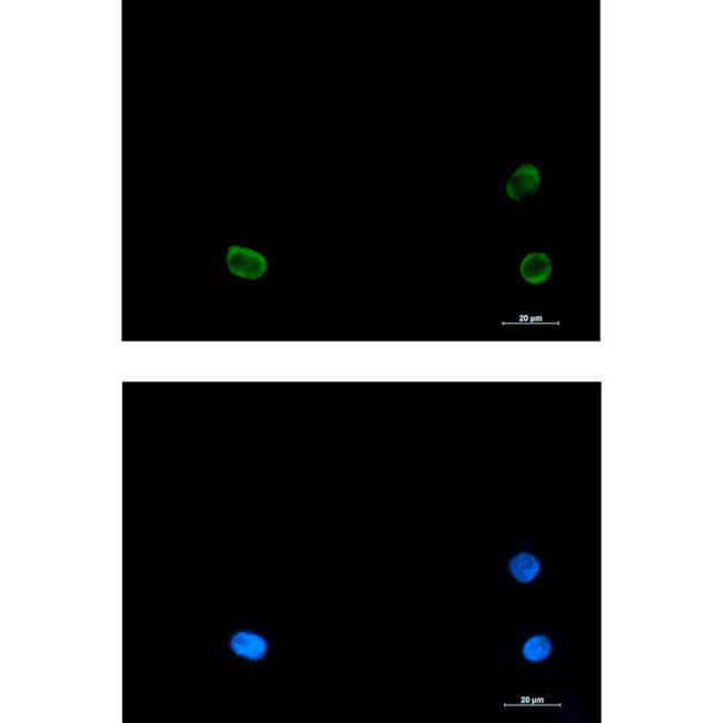 SNAP29 Antibody in Immunocytochemistry (ICC/IF)
