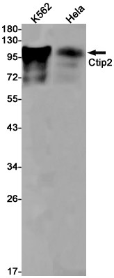 BCL11B Antibody in Western Blot (WB)