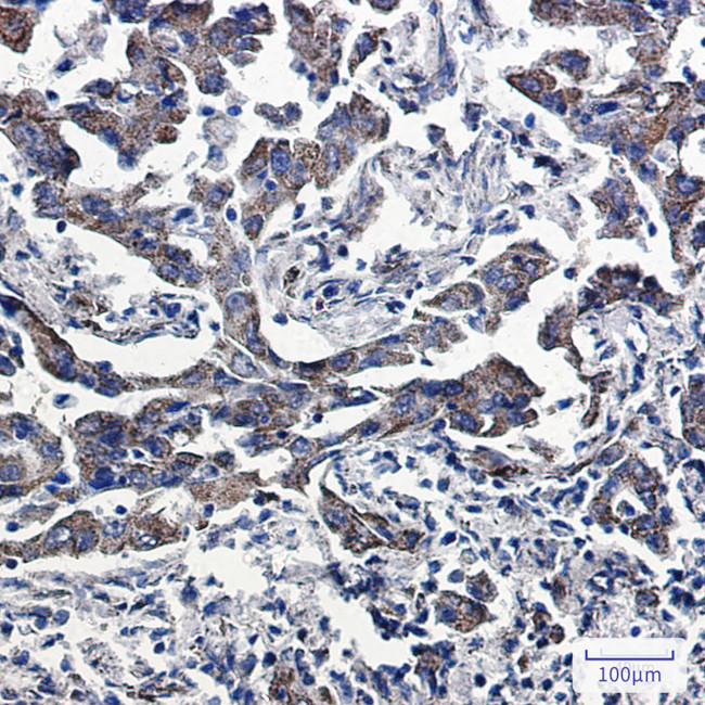 PRDX5 Antibody in Immunohistochemistry (Paraffin) (IHC (P))
