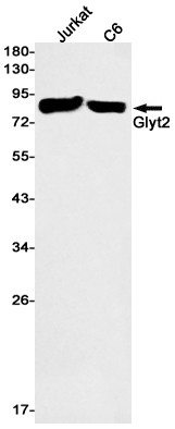 GlyT2 Antibody in Western Blot (WB)