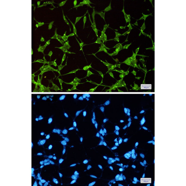 GSK3 alpha Antibody in Immunocytochemistry (ICC/IF)