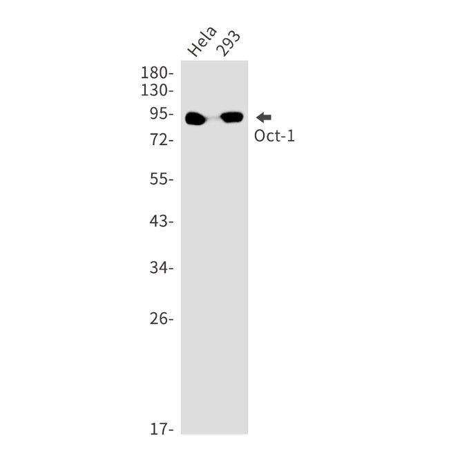 OCT1 (POU2F1) Antibody in Western Blot (WB)
