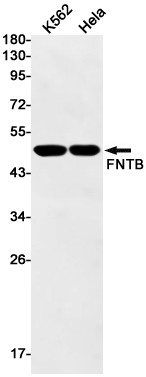 FNTB Antibody in Western Blot (WB)