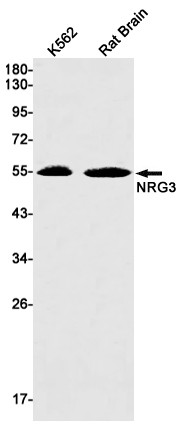 NRG3 Antibody in Western Blot (WB)
