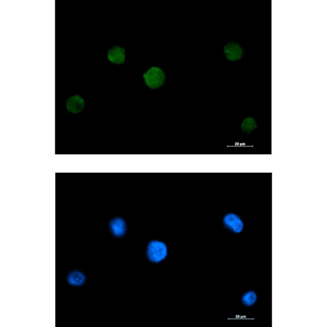 RAVER2 Antibody in Immunocytochemistry (ICC/IF)