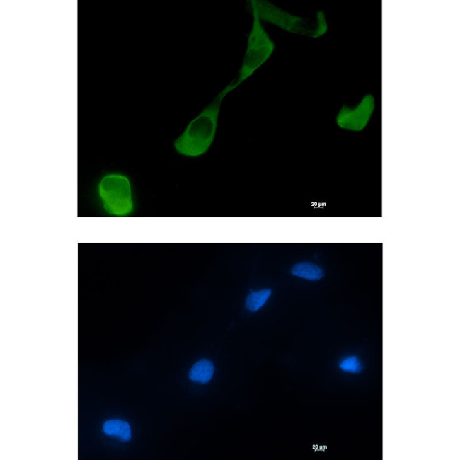 GFPT2 Antibody in Immunocytochemistry (ICC/IF)